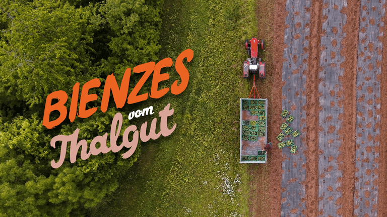 Filmproduktion Bern - BOFF. - Dokumentation Bienzes vom Thalgut - Reportage